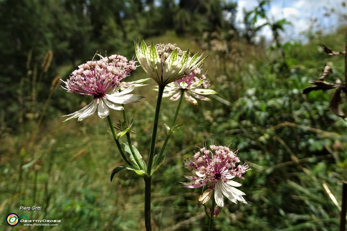 58 Fiori di Astranzia maggiore (Astrantia major).JPG